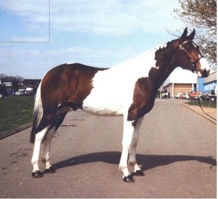 Coloured Stallions - Bazaars Texas